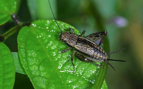 �󰻹������