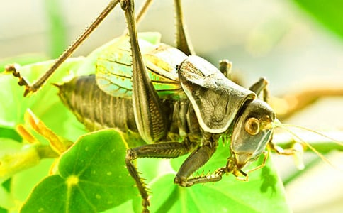 蟋蟀还乡作文13篇