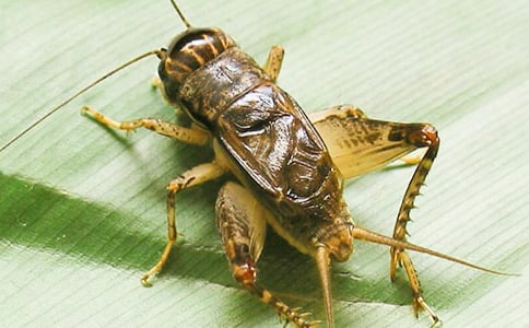 蟋蟀的住宅作文(精选40篇)