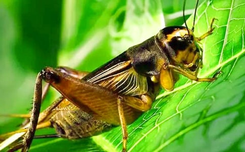 ����-��������550��