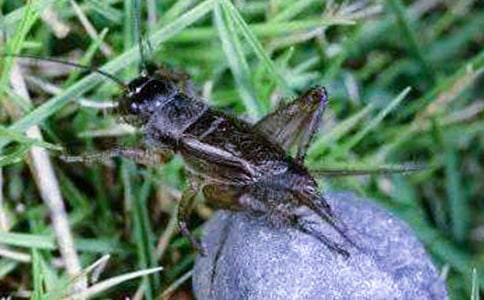 ��������(��ѡ6ƪ)