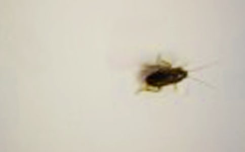 打蟑螂作文(精选13篇)