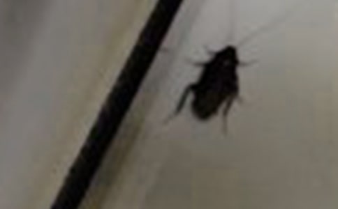 ���������8ƪ