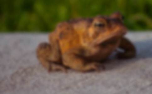 蟾蜍的自述_小学作文