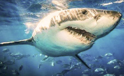 ��������Ĵ�ȫ��15ƪ��