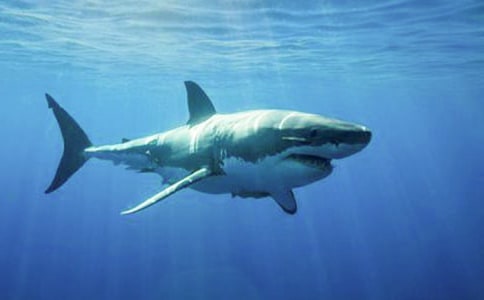 ��������Ķ����