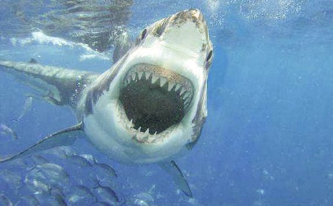 鲨鱼的自述作文