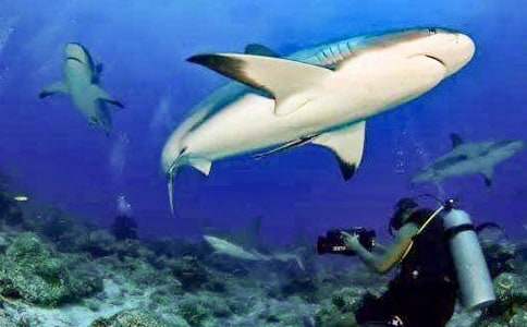 保护鲨鱼作文