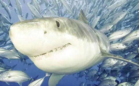 �������������