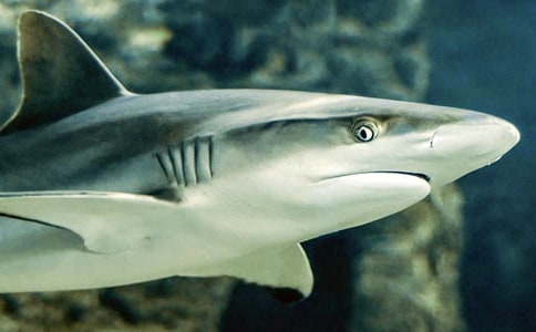 ���������(��ѡ)