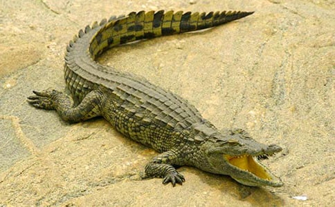 游鳄鱼公园作文6篇