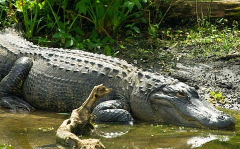 鳄鱼的眼泪作文4篇