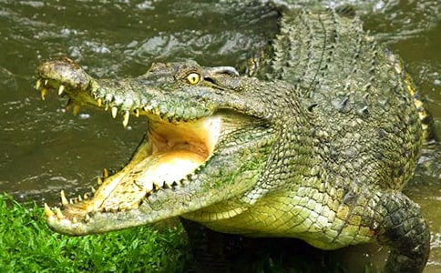 鳄鱼的自述作文