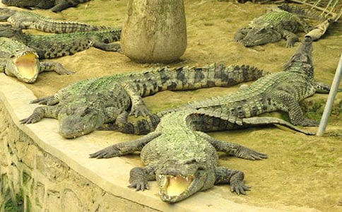 游鳄鱼公园作文