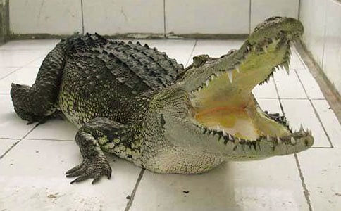 鳄鱼和牙签鸟作文