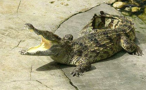 鳄鱼初一作文(精选38篇)